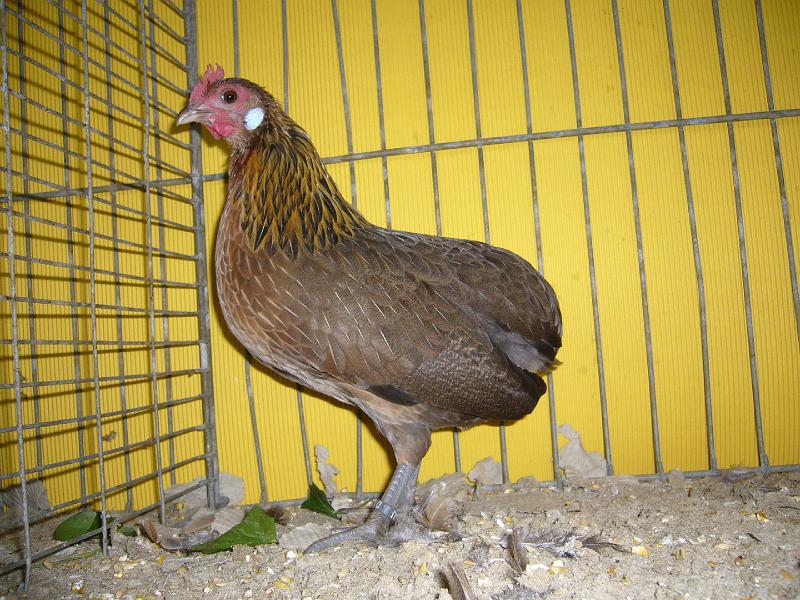 Hannover 2008 108.jpg - Zwerg-Kaulhühner goldhalsig von Sascha Michel Preis HV 96 E